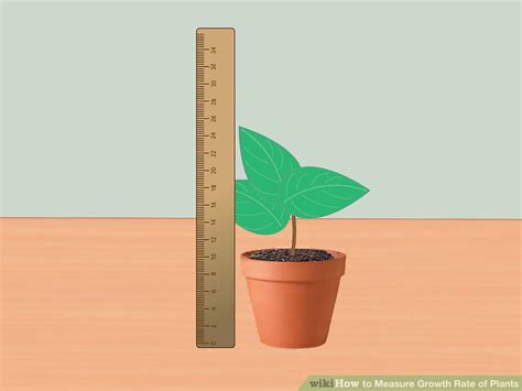 how to measure plant size